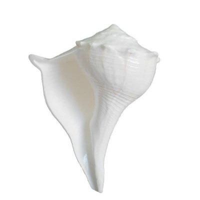 Dakshinavarti shankha